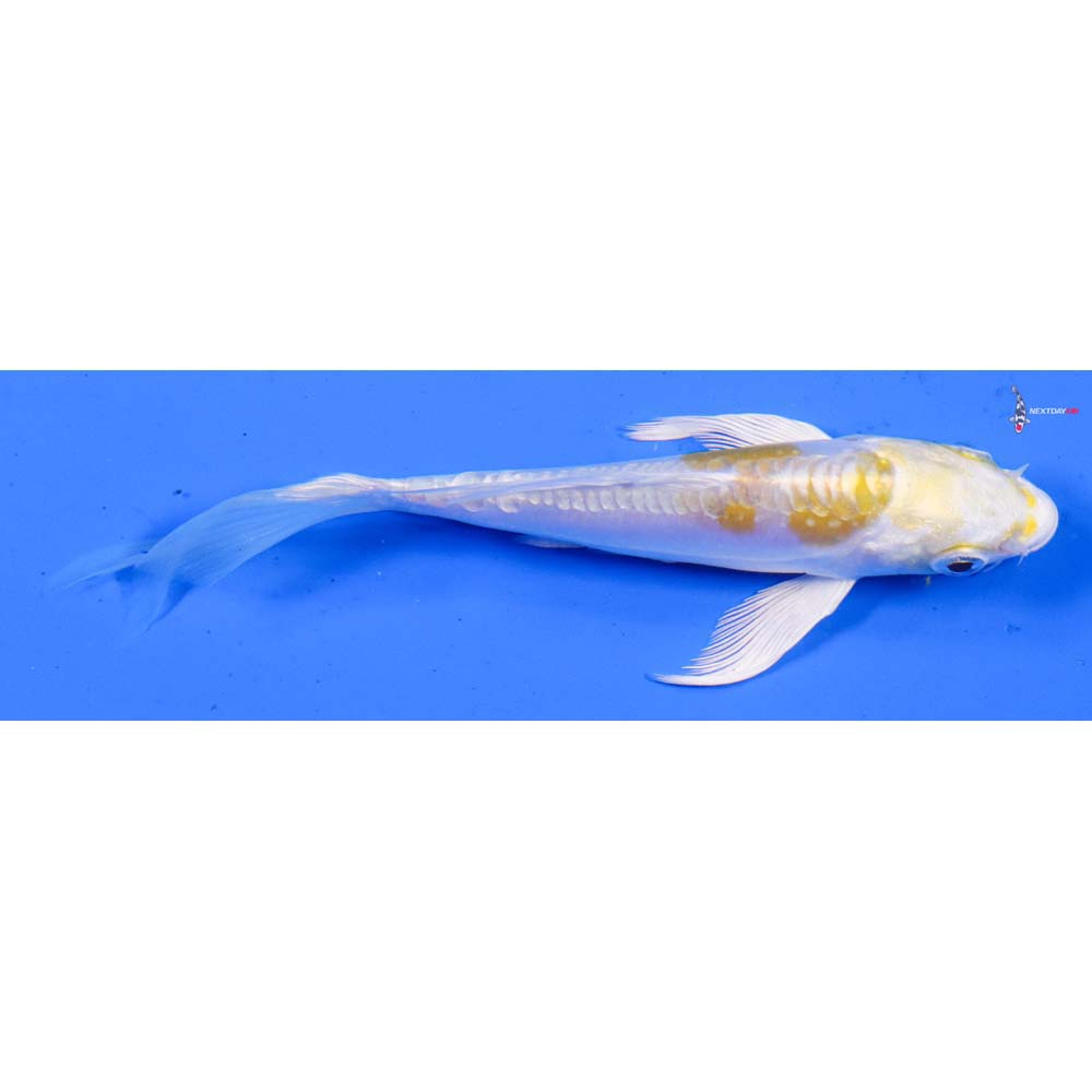 4” Imported Doitsu Lemon Hariwake Butterfly Koi