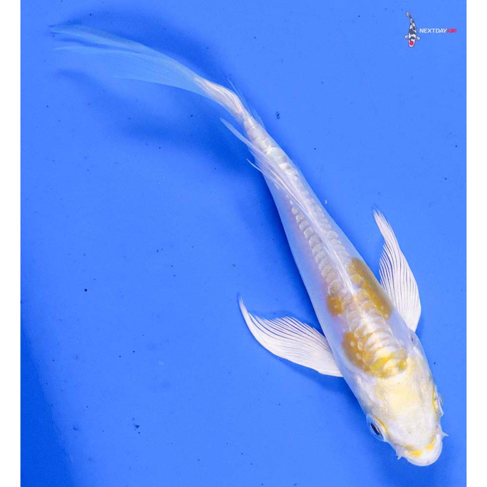 4” Imported Doitsu Lemon Hariwake Butterfly Koi