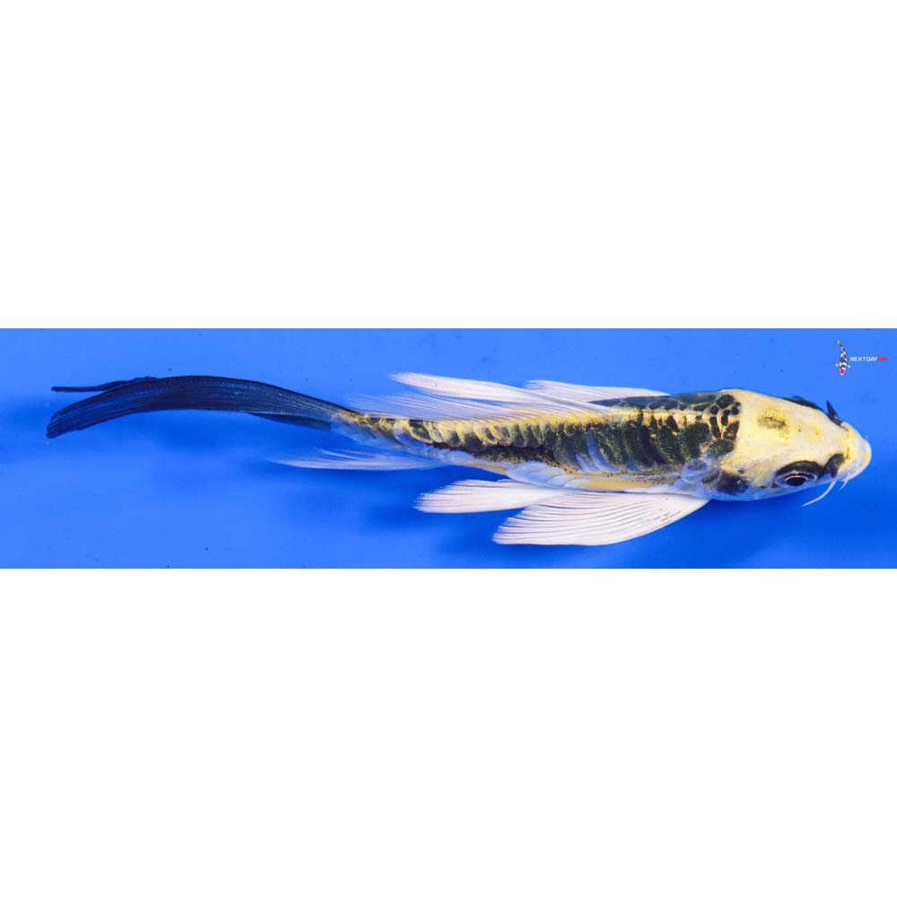 5” Imported Doitsu Kujaku Butterfly Koi