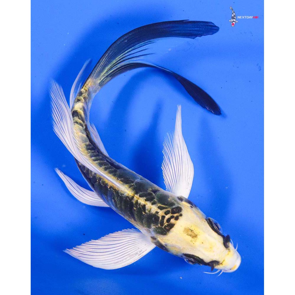 5” Imported Doitsu Kujaku Butterfly Koi