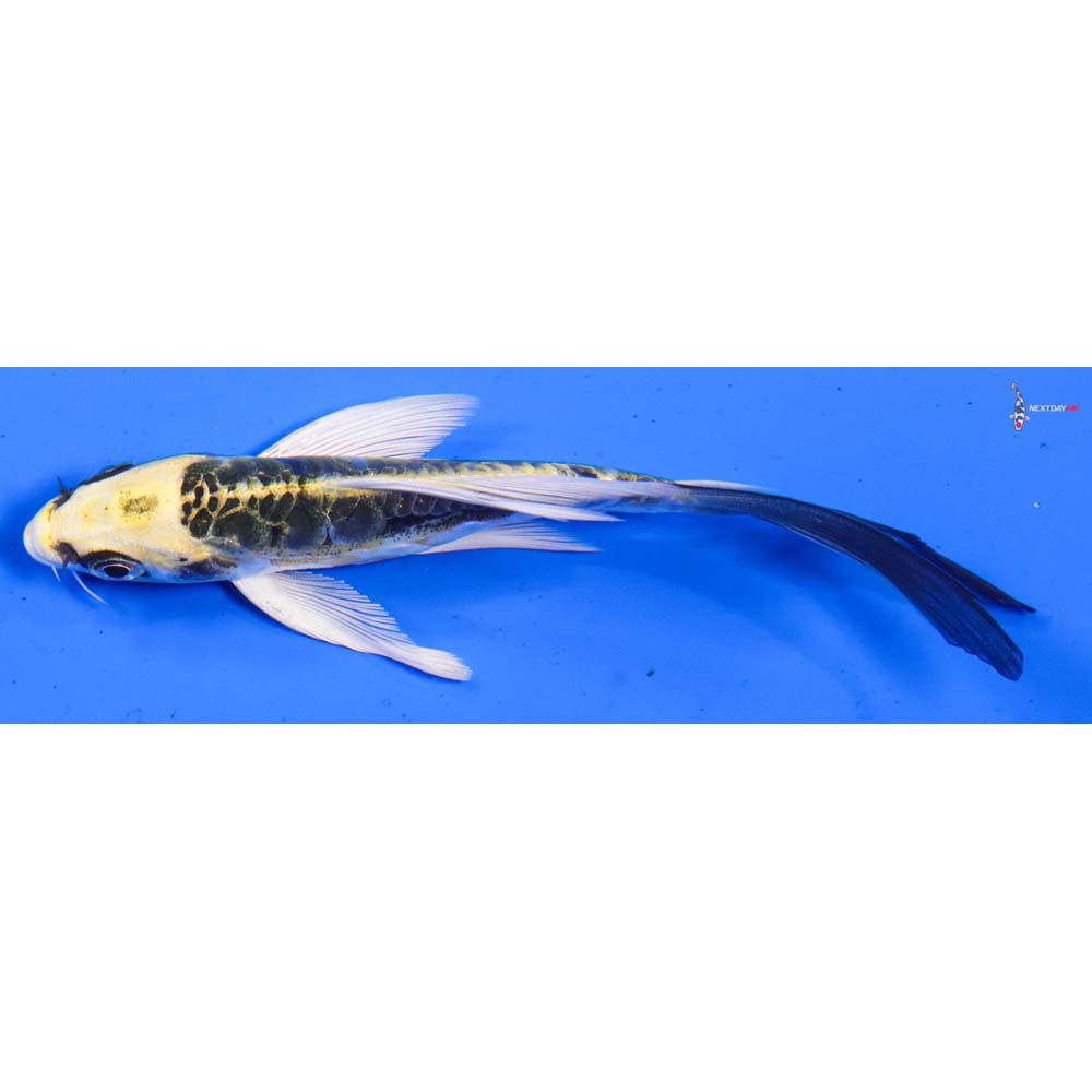 5” Imported Doitsu Kujaku Butterfly Koi
