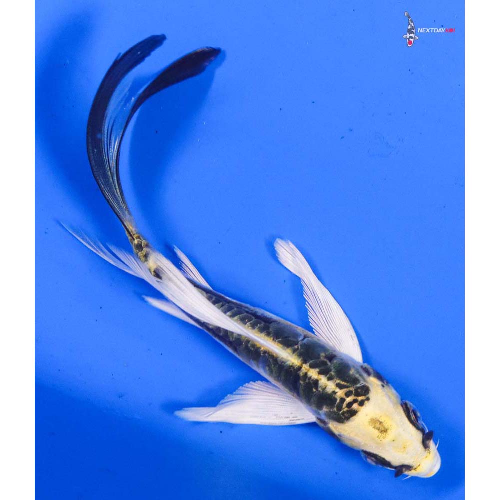 5” Imported Doitsu Kujaku Butterfly Koi