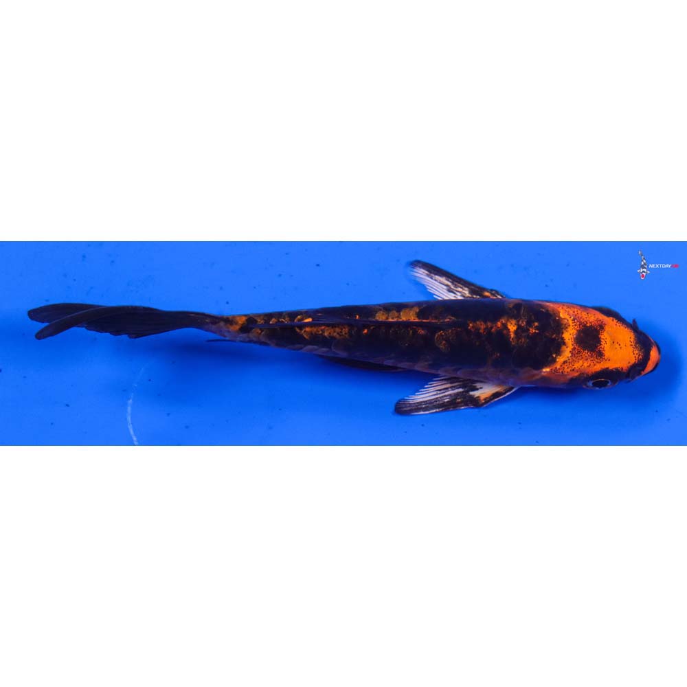 4” Imported Doitsu Kin Aka Bekko Butterfly Koi
