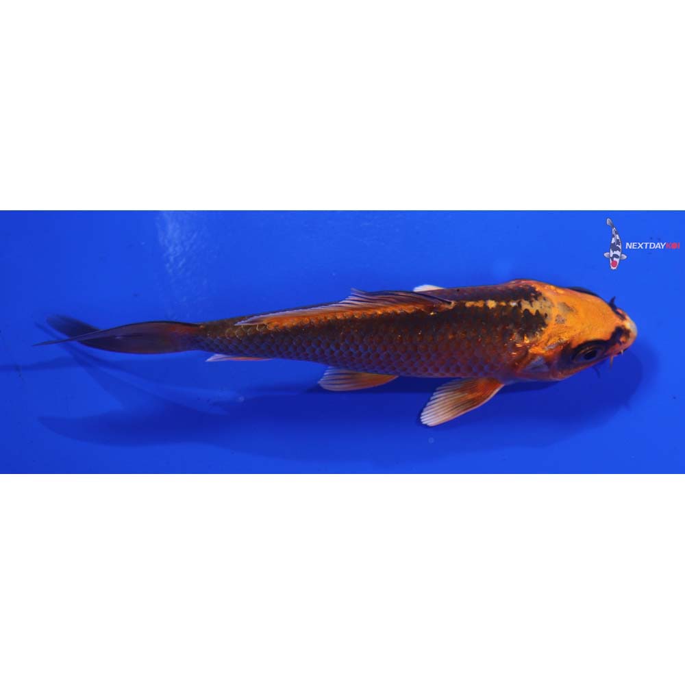 4” Imported Orenji Matsuba