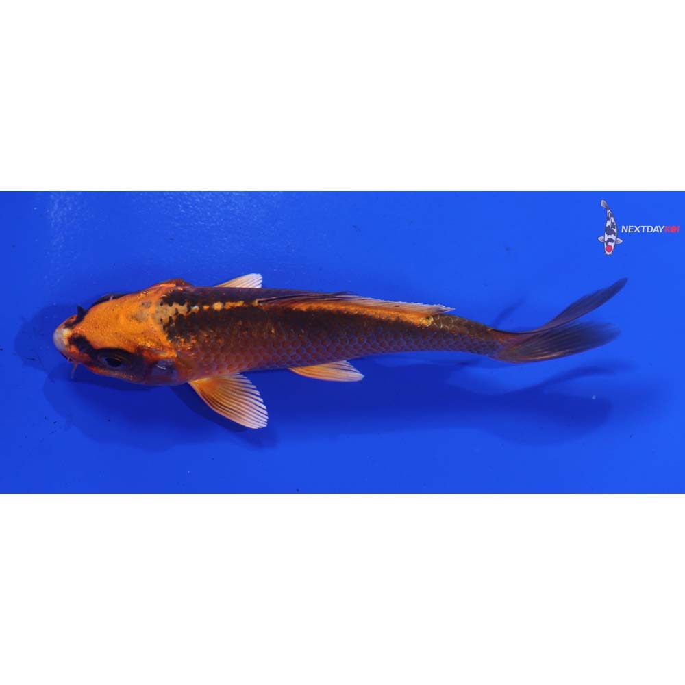 4” Imported Orenji Matsuba