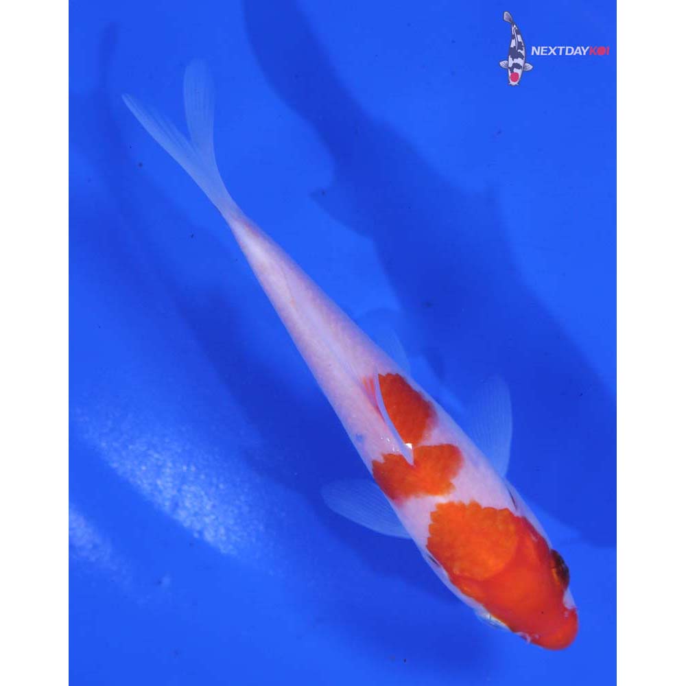 4.5” Imported Kohaku