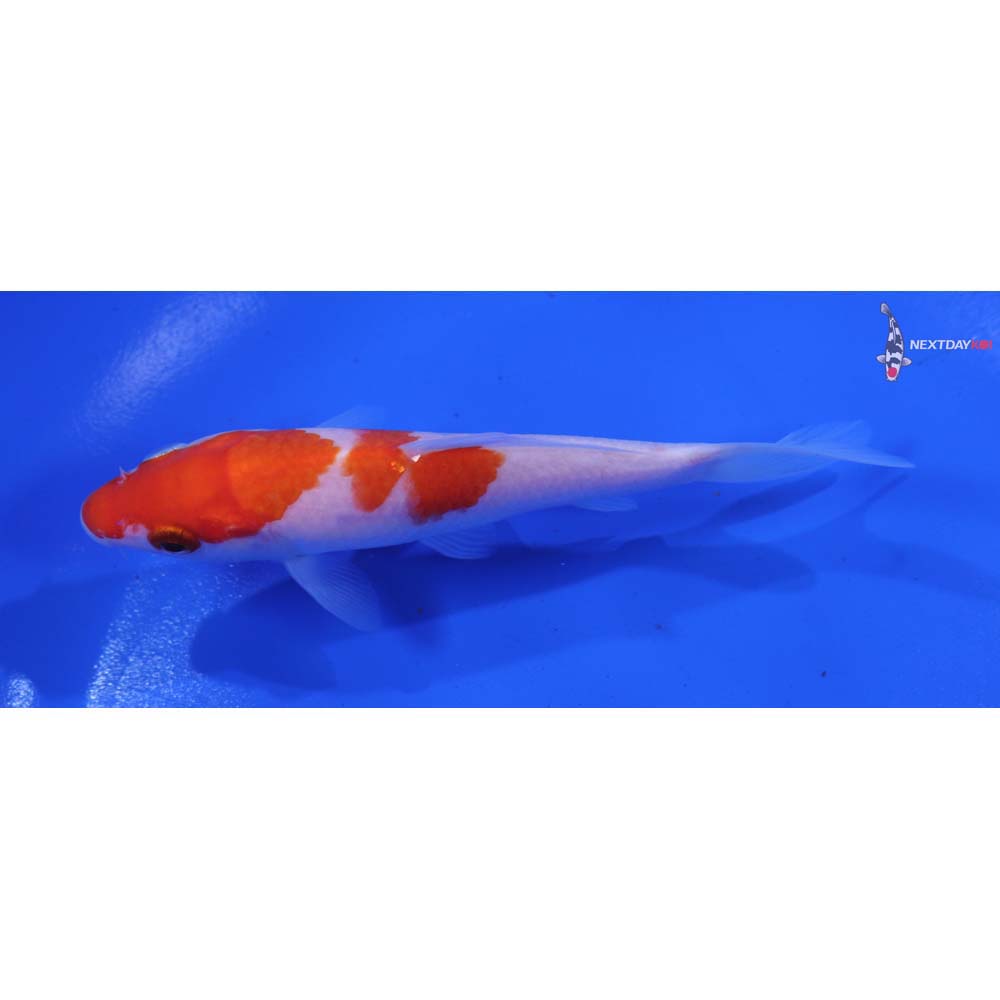 4.5” Imported Kohaku