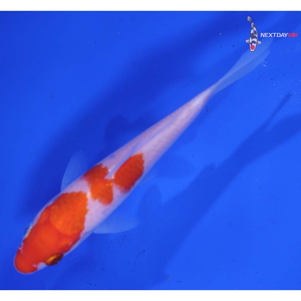 4.5” Imported Kohaku