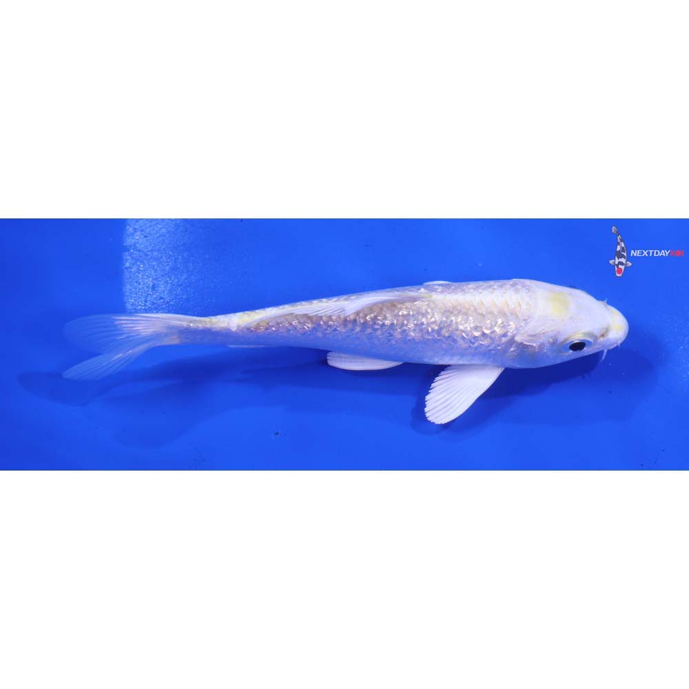 5” Imported Gin Rin Lemon Hariwake