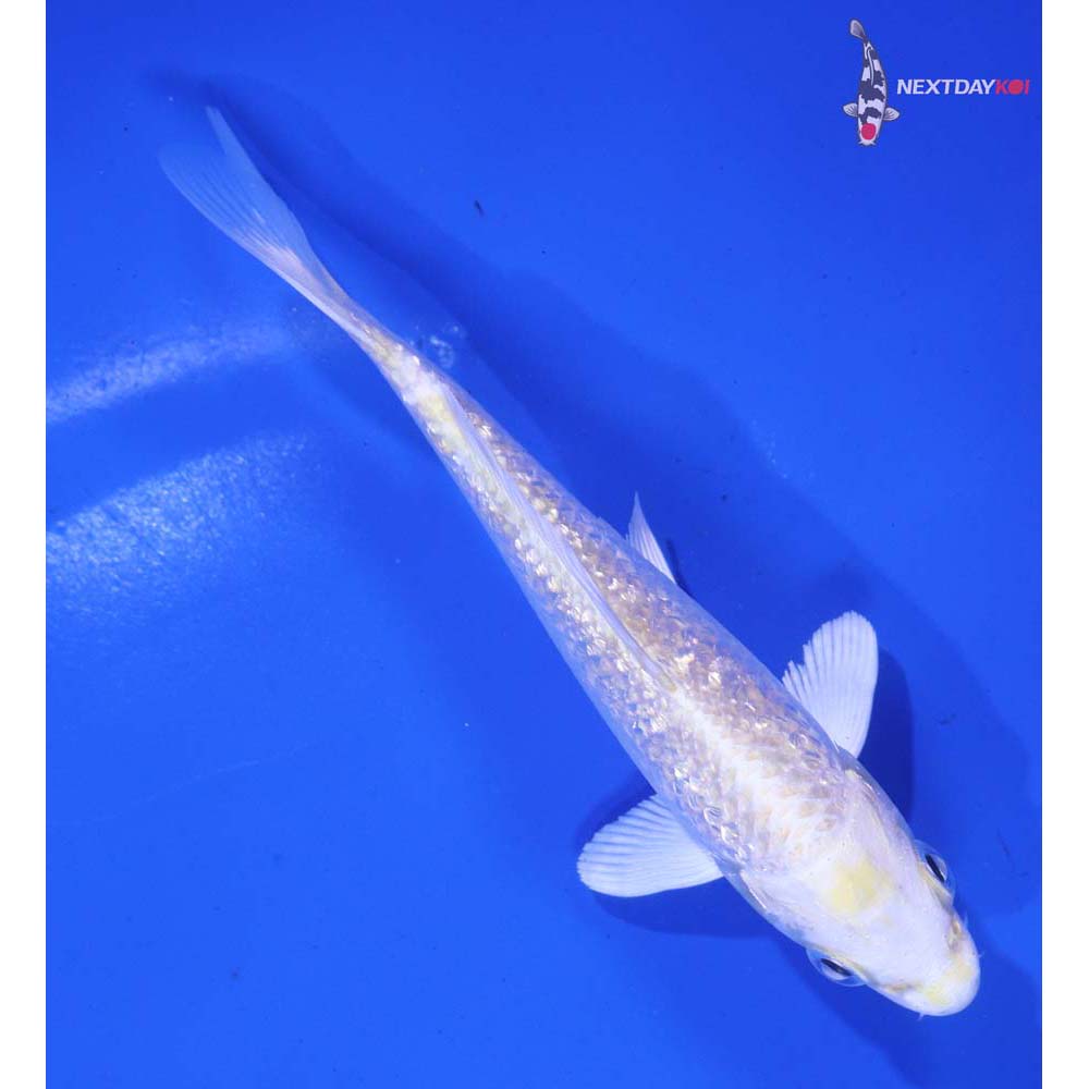 5” Imported Gin Rin Lemon Hariwake