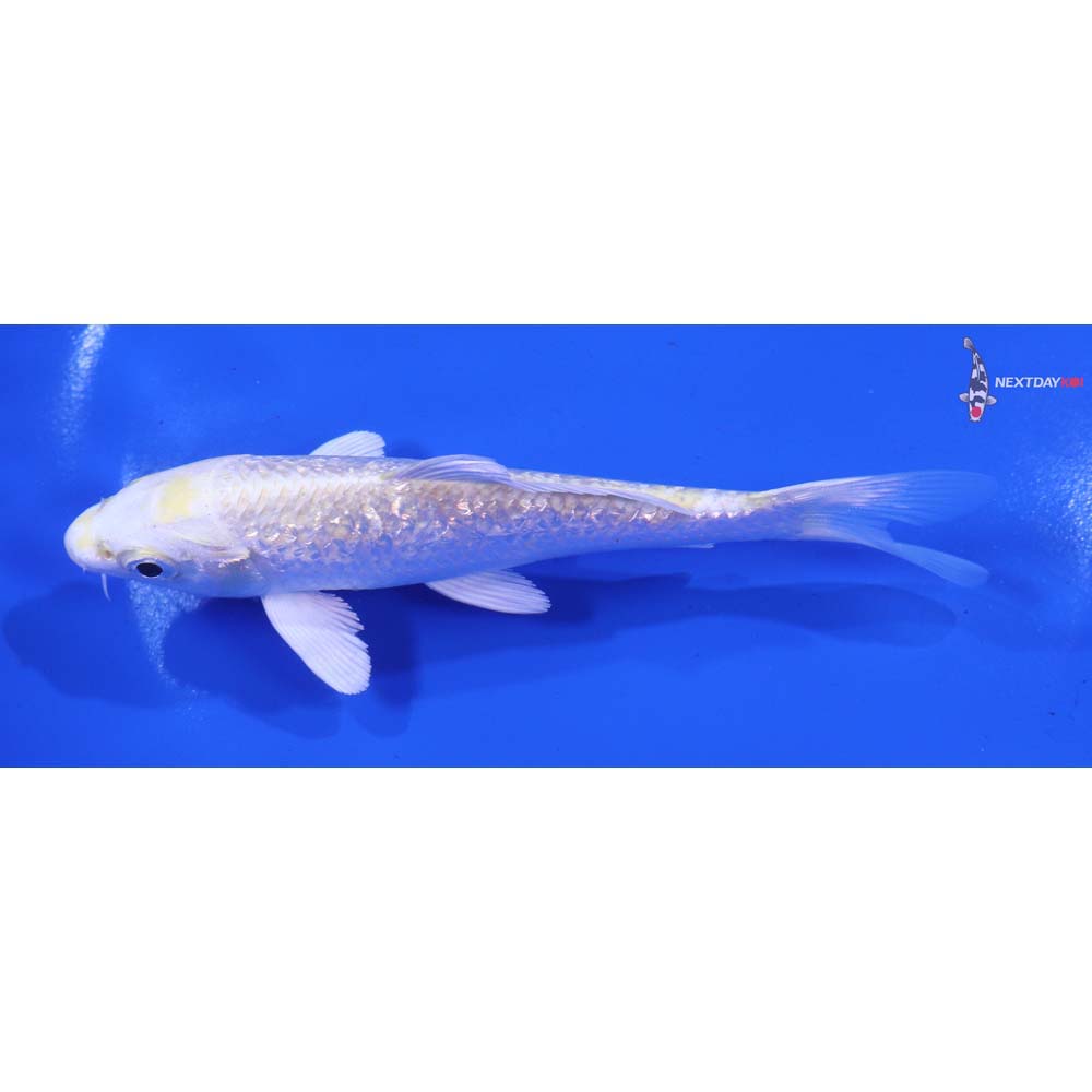 5” Imported Gin Rin Lemon Hariwake
