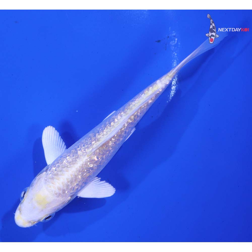 5” Imported Gin Rin Lemon Hariwake