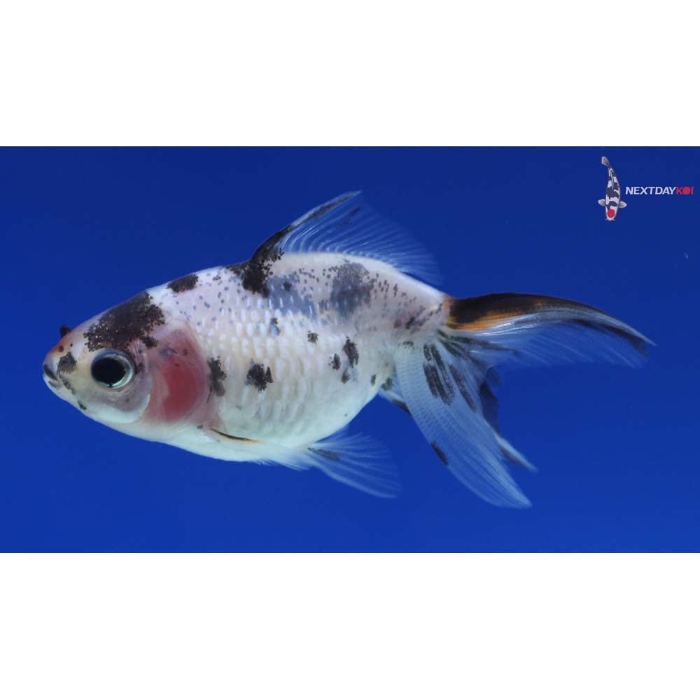 2.5” Imported Calico Pearlscale