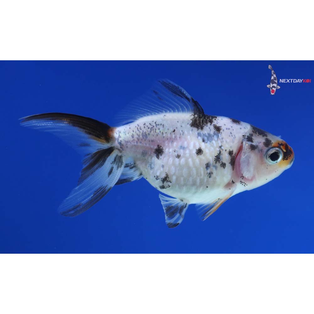 2.5” Imported Calico Pearlscale