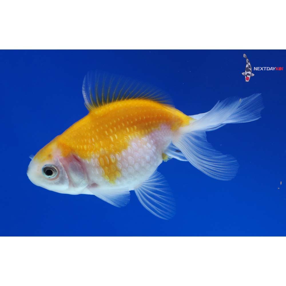 3” Imported Red and White Pearlscale