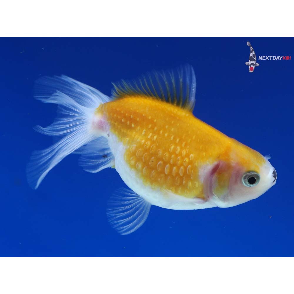 3” Imported Red and White Pearlscale