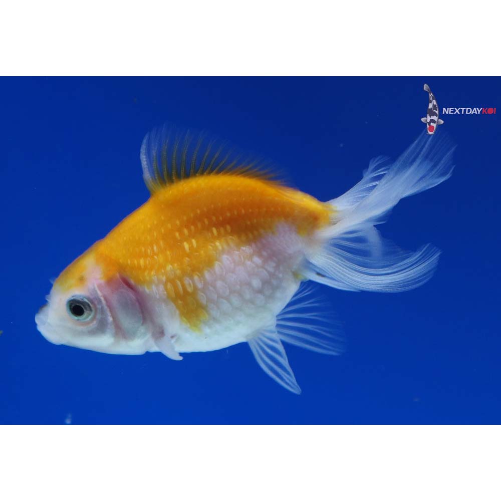 3” Imported Red and White Pearlscale