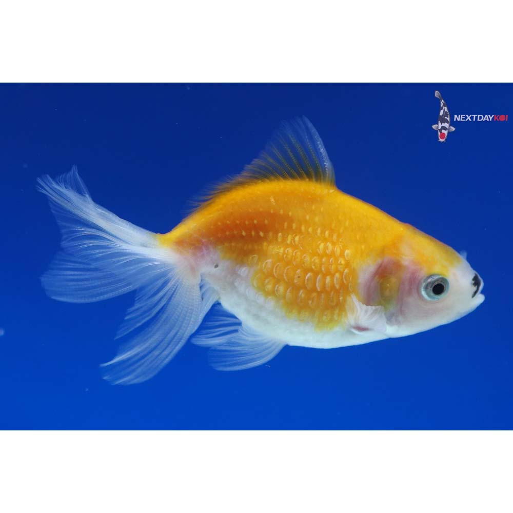 3” Imported Red and White Pearlscale