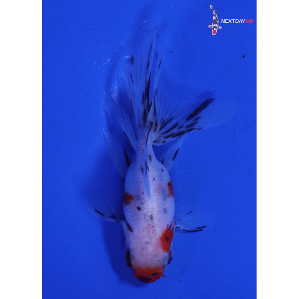 3” Imported Calico Oranda