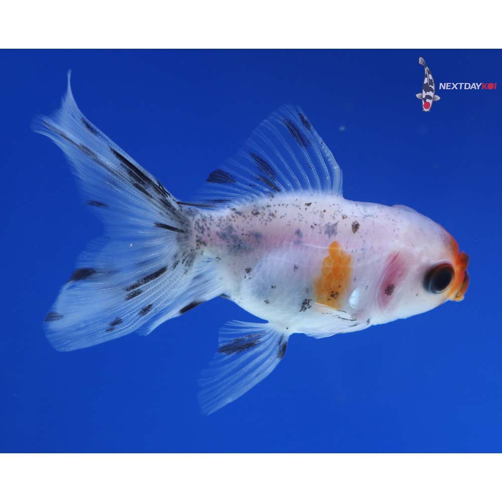 3” Imported Calico Oranda