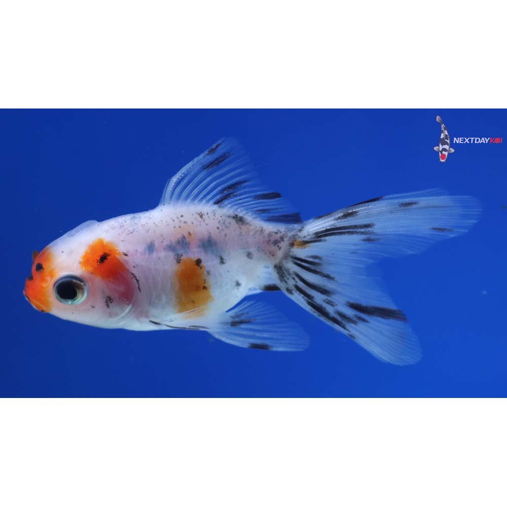 3” Imported Calico Oranda