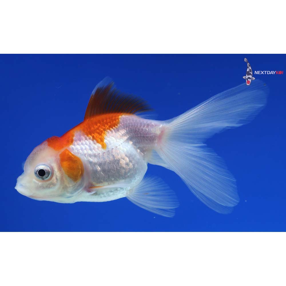 3.5” Imported Red and White Oranda