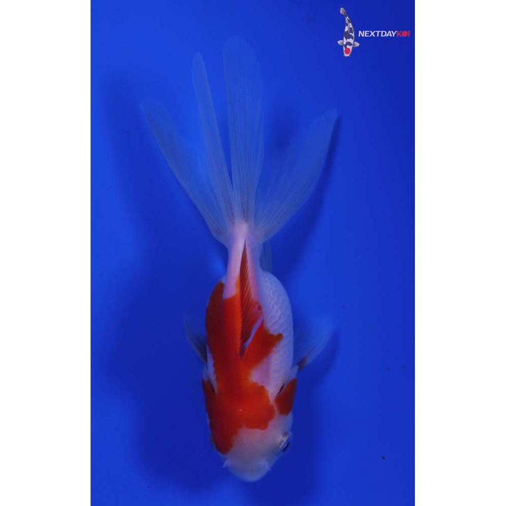 3.5” Imported Red and White Oranda