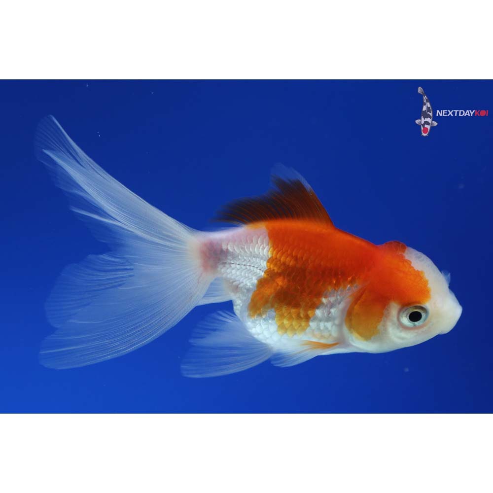 3.5” Imported Red and White Oranda