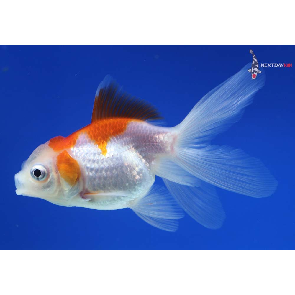 3.5” Imported Red and White Oranda
