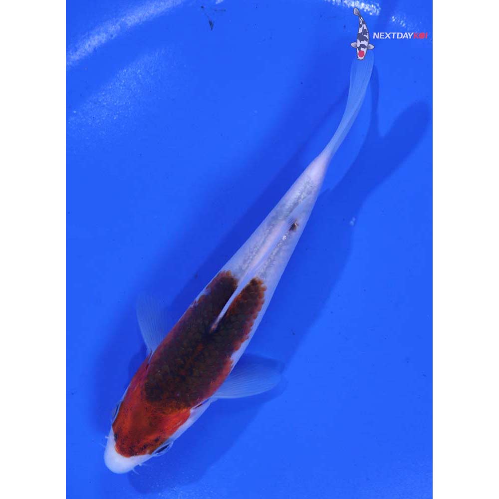 5” Imported Goromo