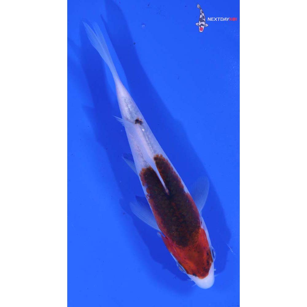 5” Imported Goromo