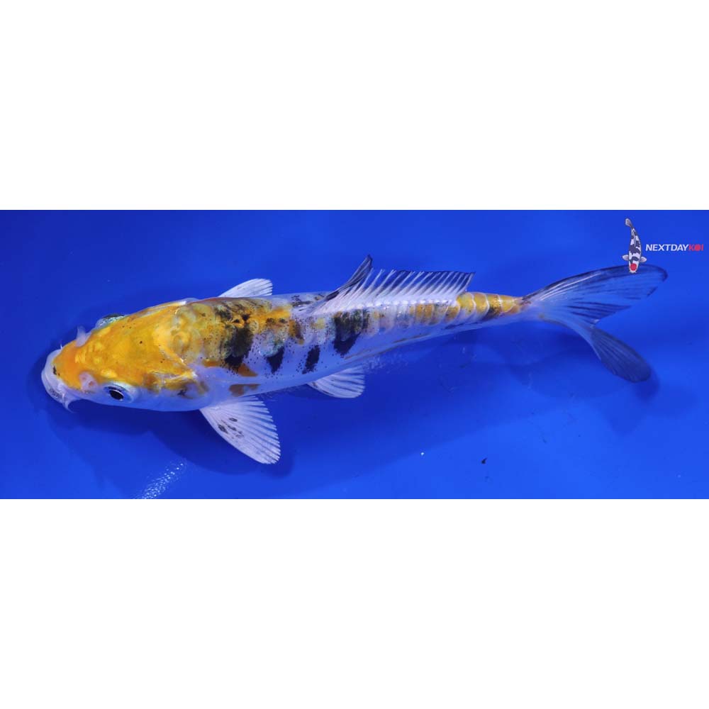 5.5β Imported Heisei Nishiki