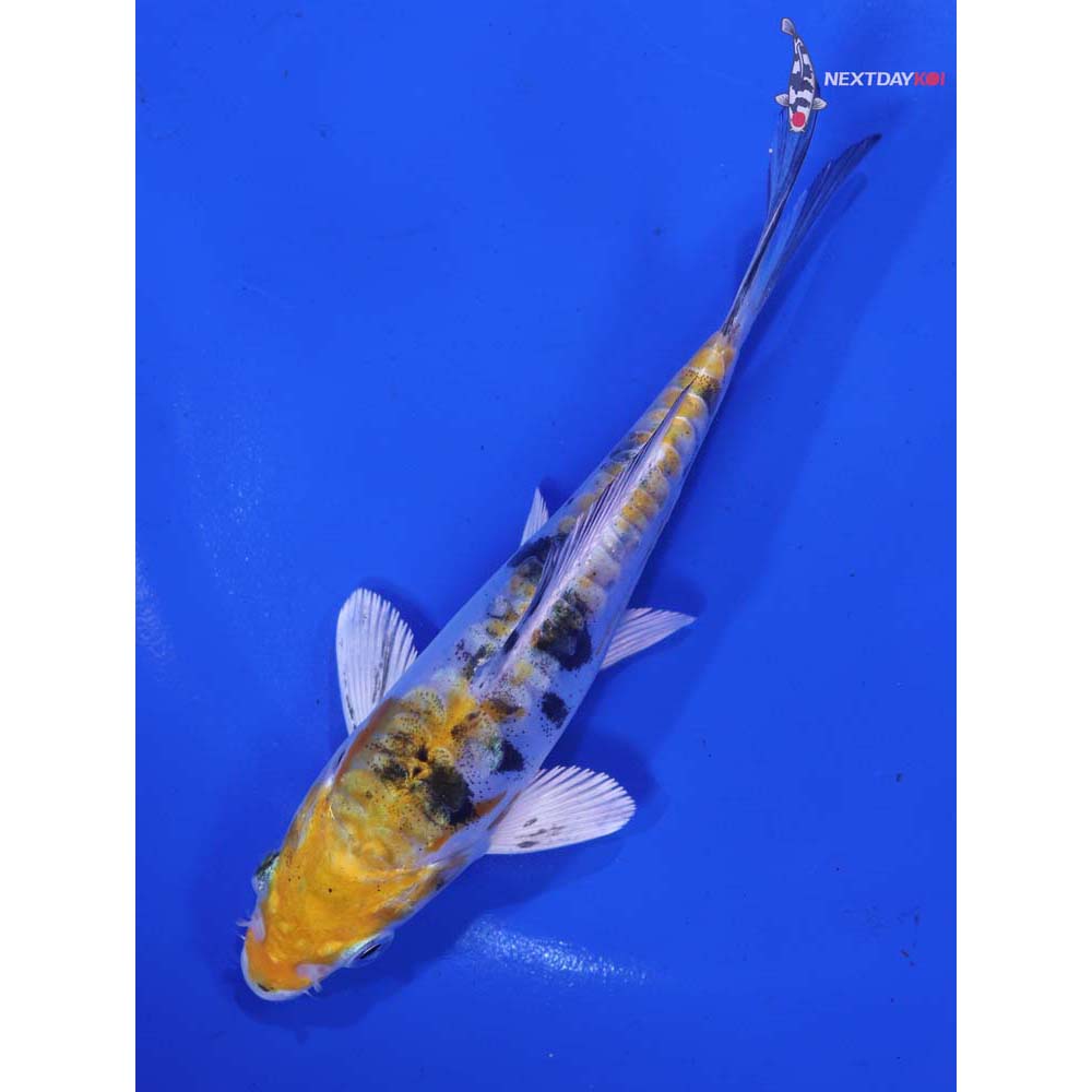 5.5β Imported Heisei Nishiki