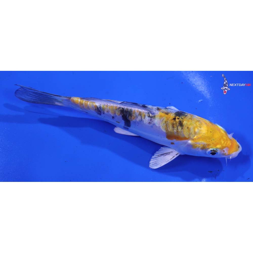 5.5β Imported Heisei Nishiki