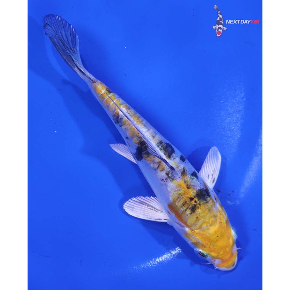 5.5β Imported Heisei Nishiki