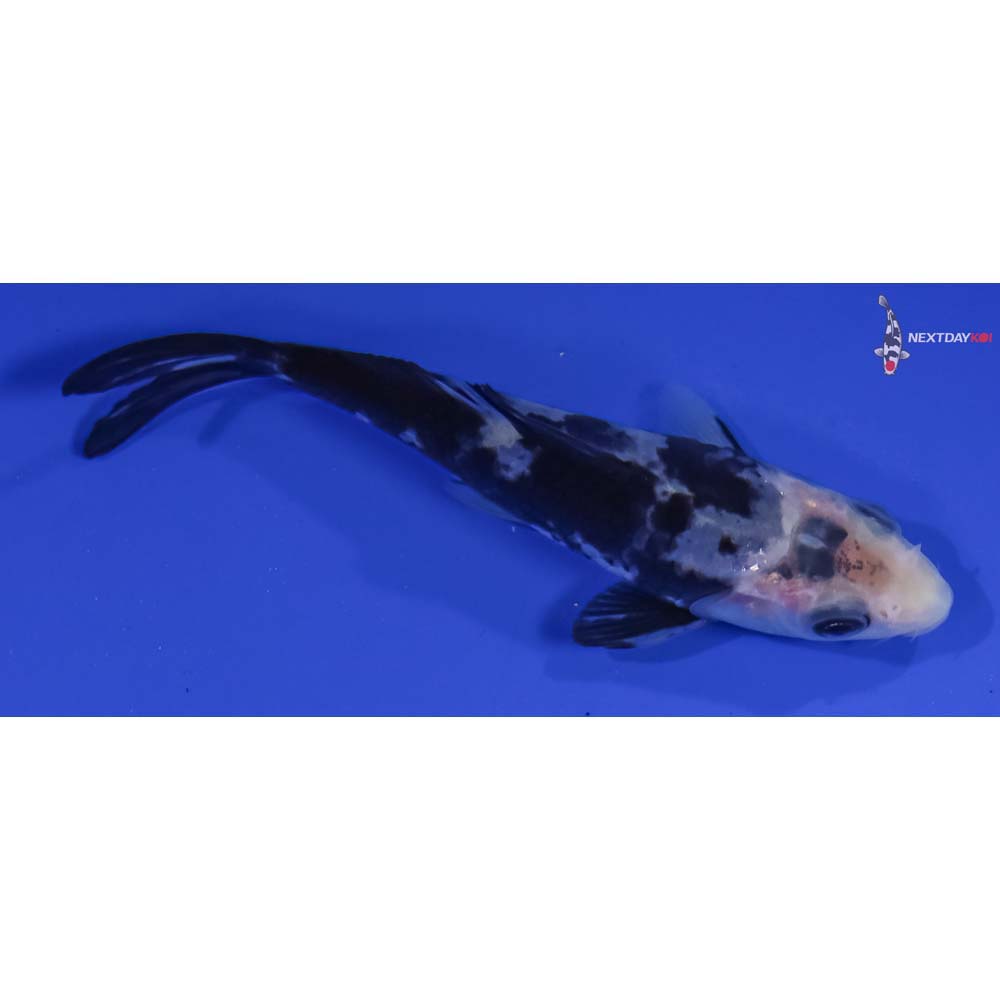 4” Imported Shiro Bekko