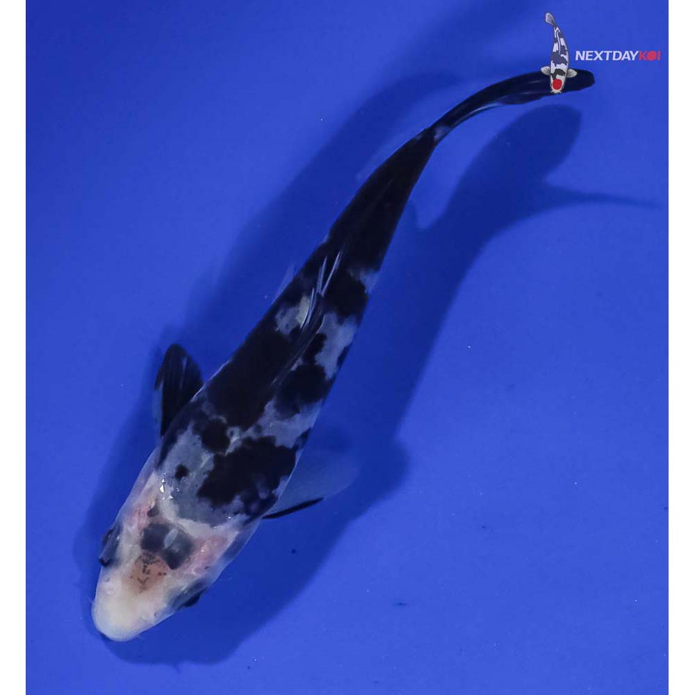 4” Imported Shiro Bekko