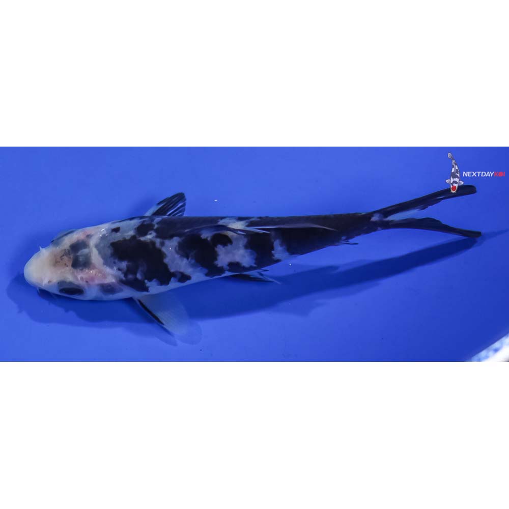 4” Imported Shiro Bekko