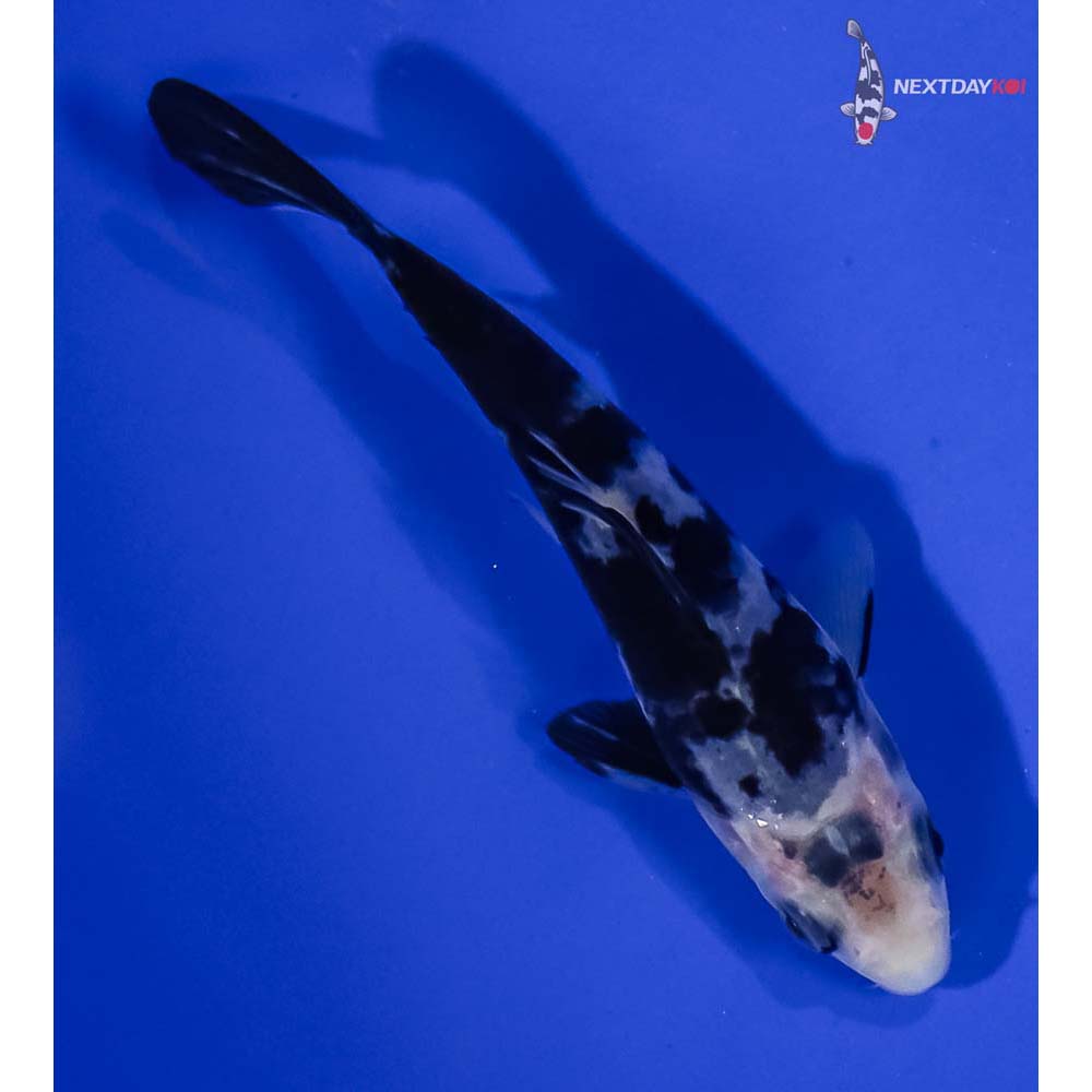 4” Imported Shiro Bekko