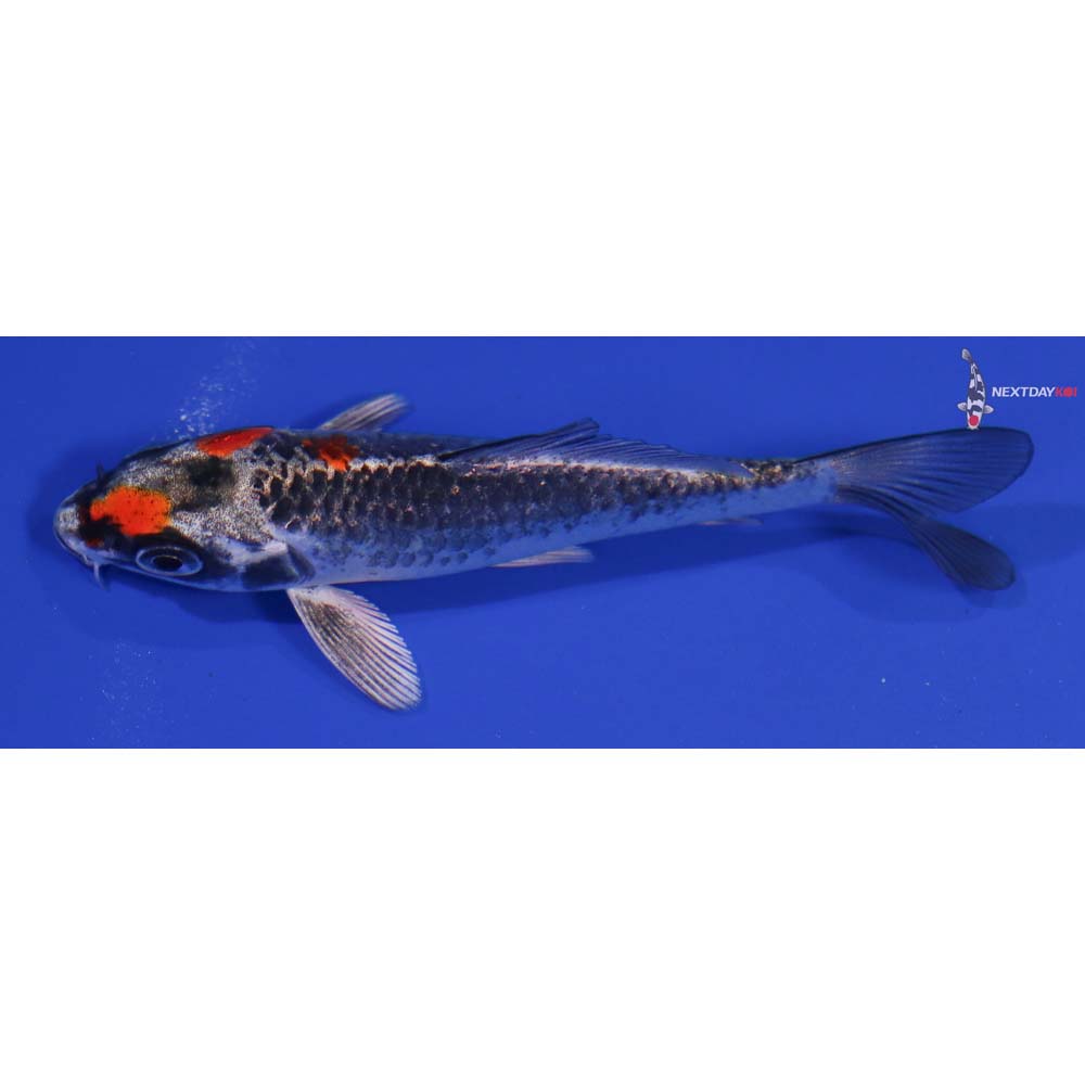 4” Imported Kujaku