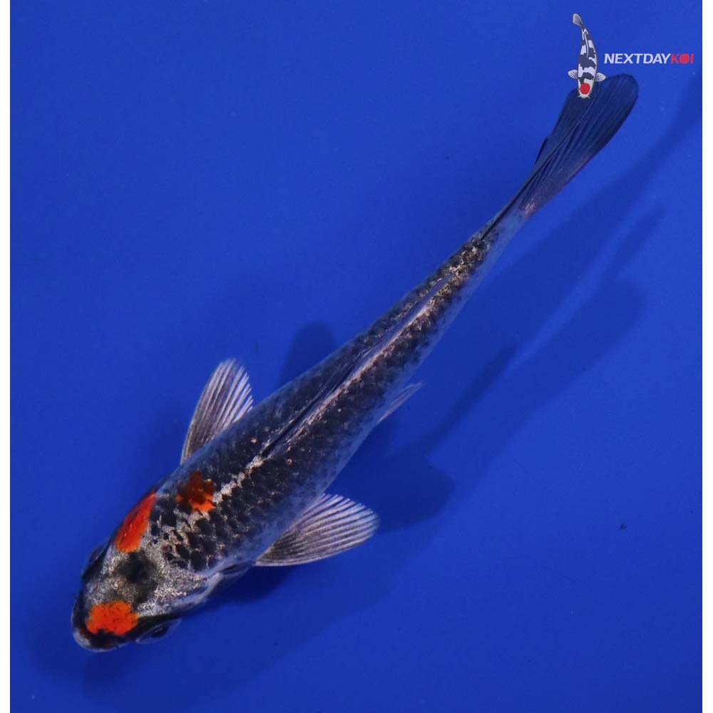 4” Imported Kujaku