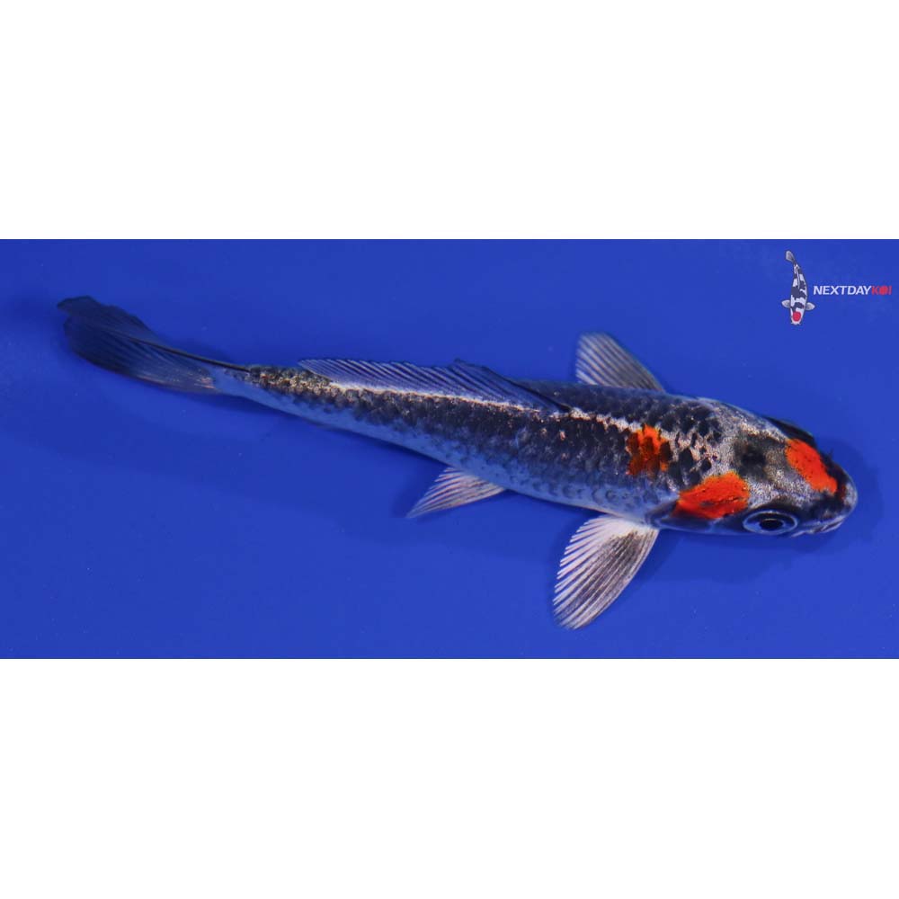 4” Imported Kujaku