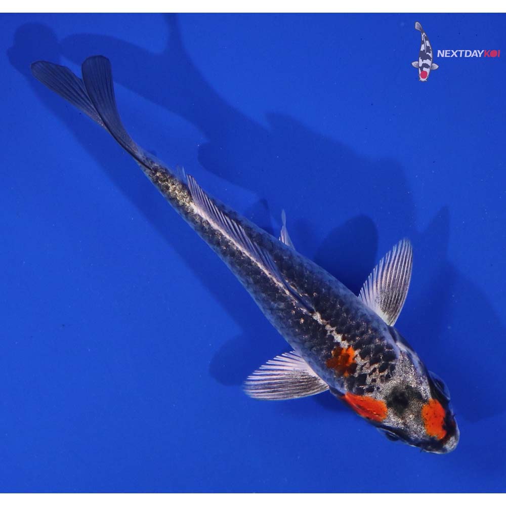 4” Imported Kujaku