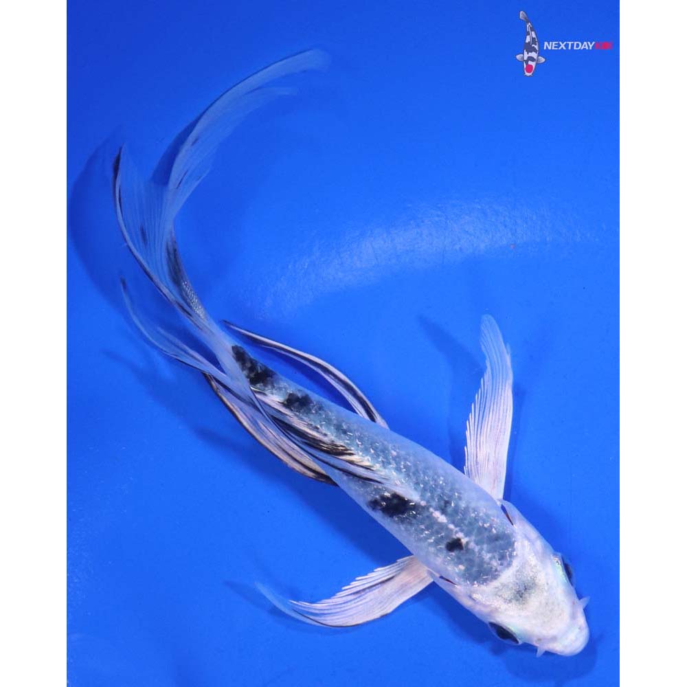 5” Imported Gin Shiro Bekko Butterfly Koi