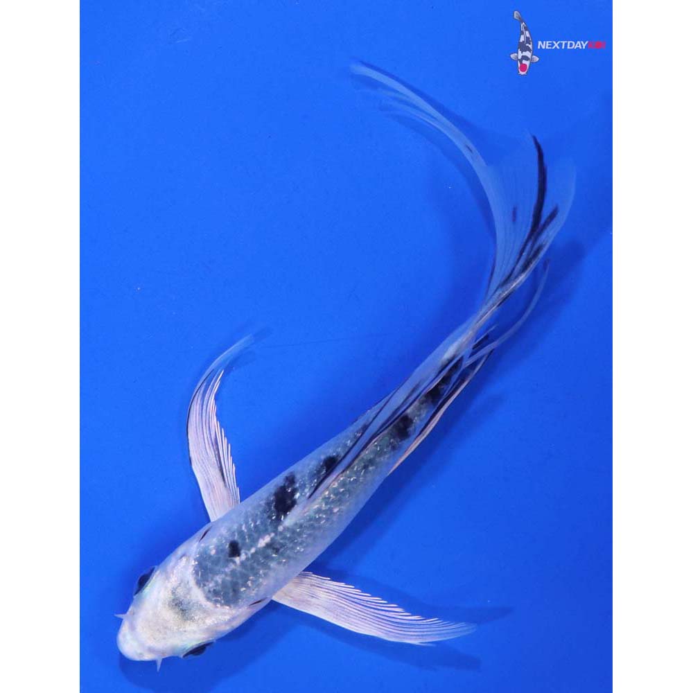 5” Imported Gin Shiro Bekko Butterfly Koi