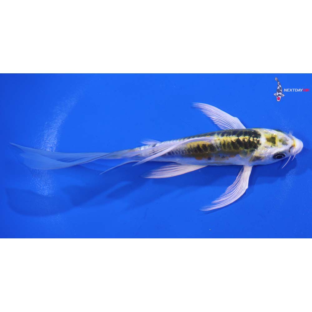 5” Imported Doitsu Kujaku Butterfly Koi