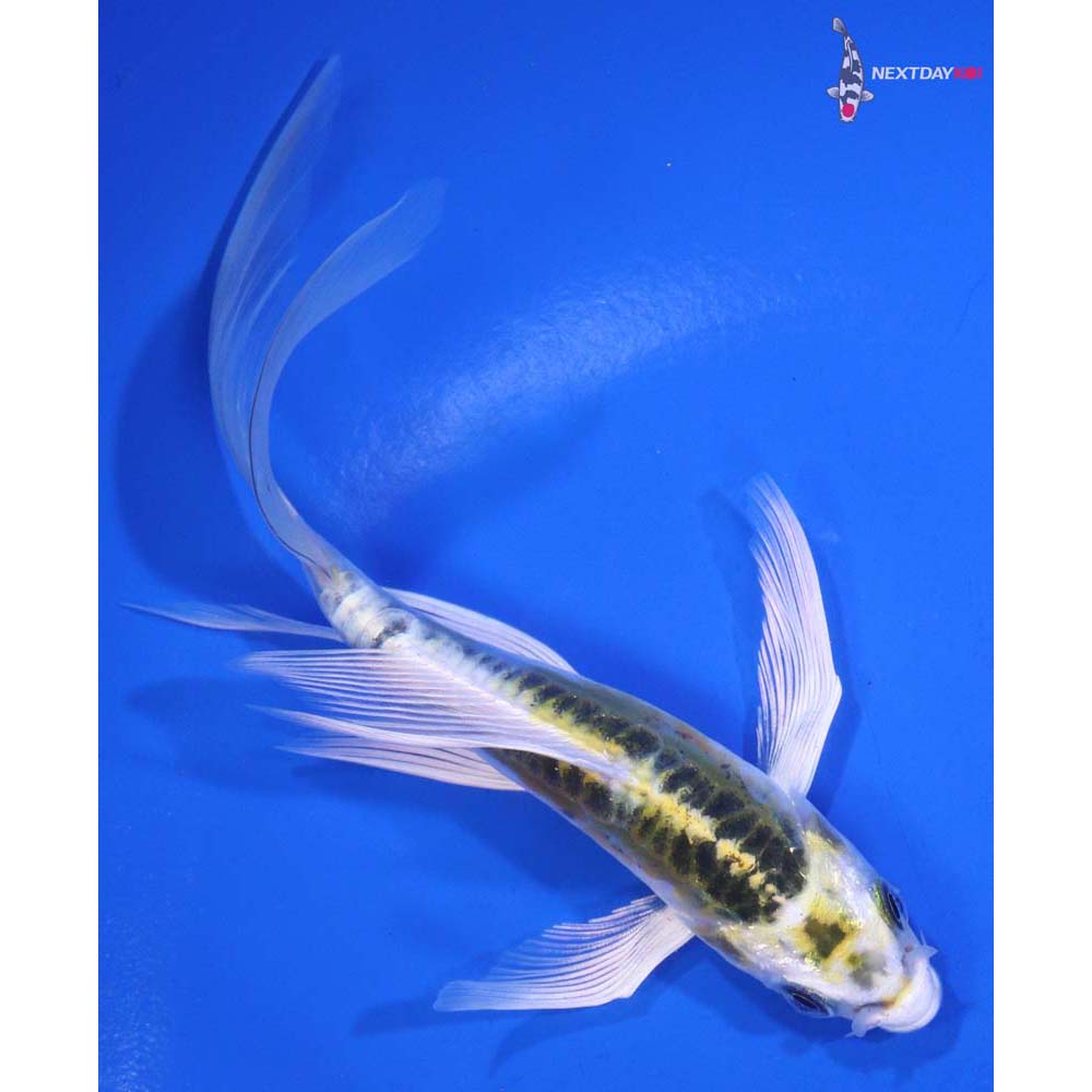 5” Imported Doitsu Kujaku Butterfly Koi