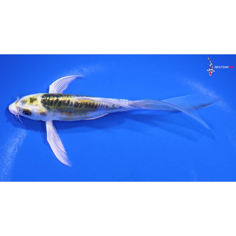 5” Imported Doitsu Kujaku Butterfly Koi