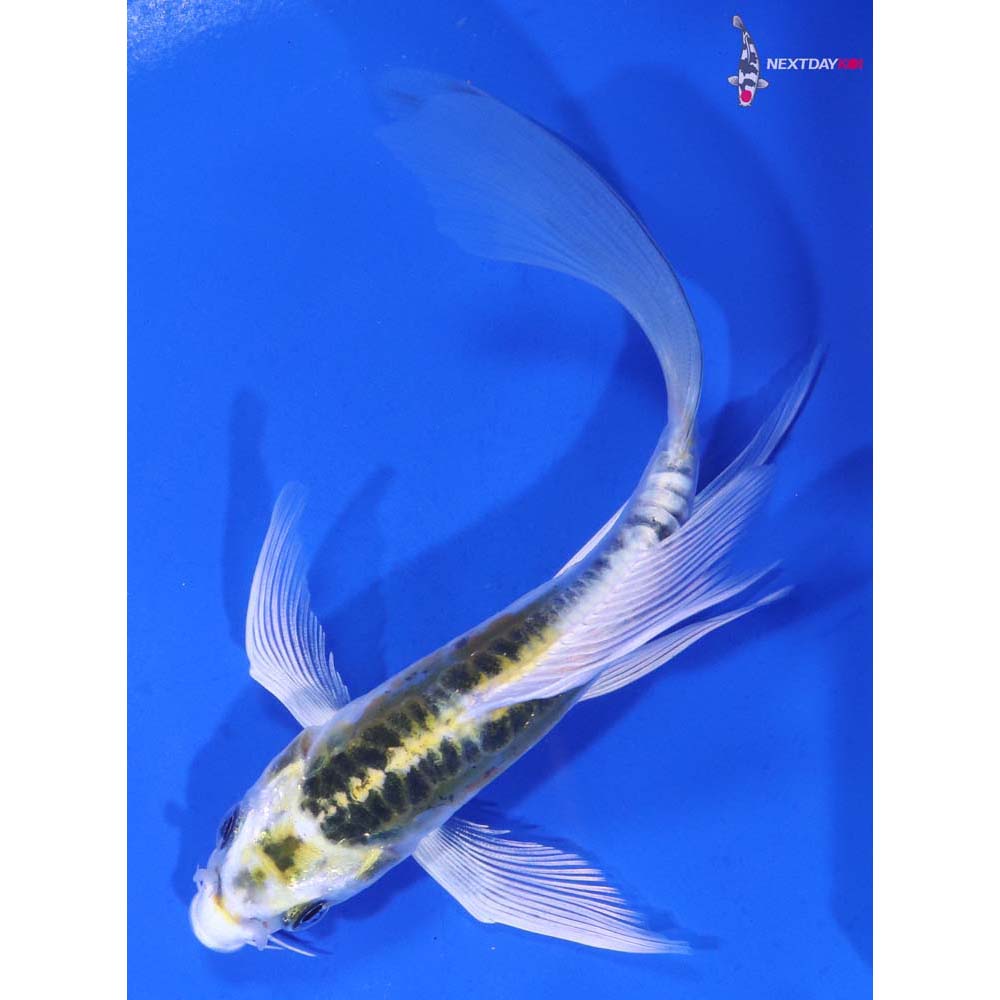 5” Imported Doitsu Kujaku Butterfly Koi