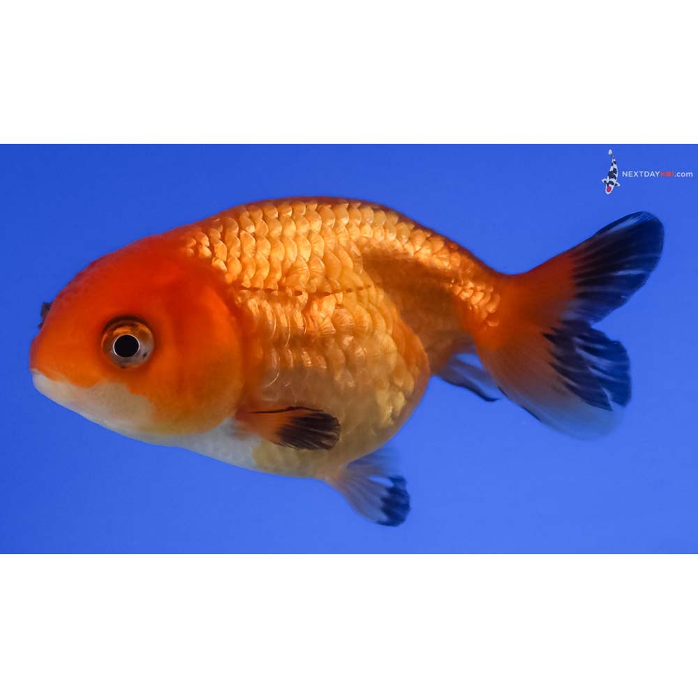 2.5” Imported Red Ranchu